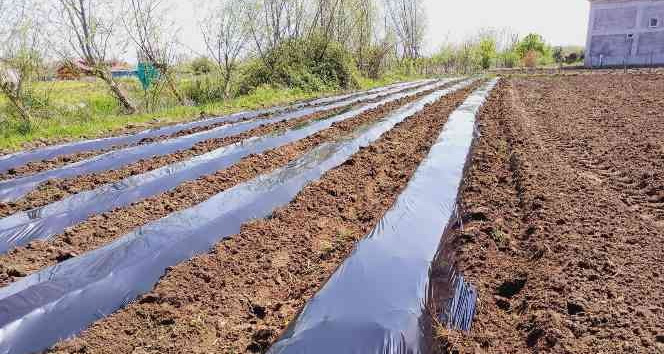 Samsun'da çilek üretimi yaygınlaşıyor