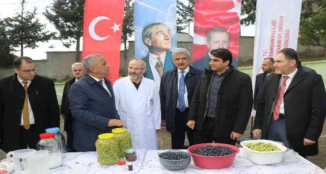 Samsun'da zeytin tarımı tekrardan canlanıyor