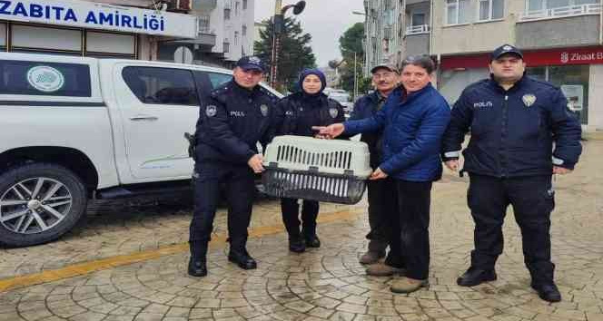 Yorgun düşen kuğunun imdadına polis yetişti
