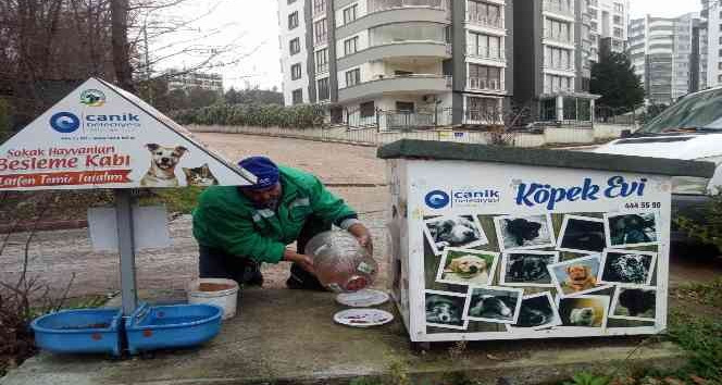 Canik Belediyesi can dostları yalnız bırakmıyor