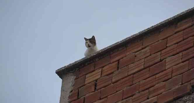 Mahsur kalan kedi 5. kattan aşağıya 4 ayağının üstüne düştü