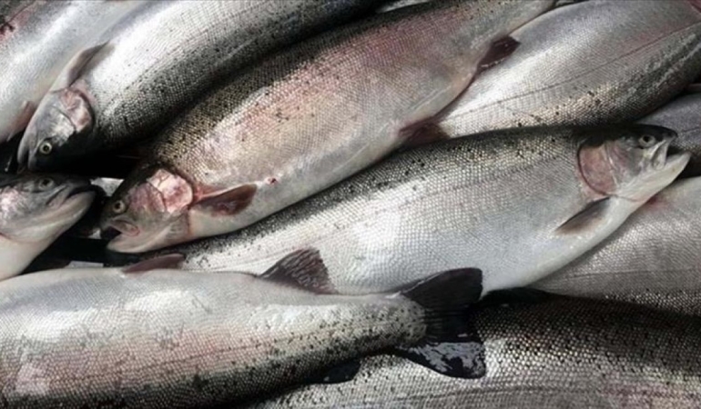 3 aylık somon ihracatı dikkat çekti