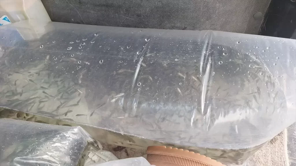 Kızılırmak Deltası'na 6 Bin Yavru Sazan Salındı