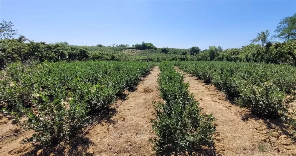 Fındığa Alternatif Olarak Aronya Üretimi Artıyor