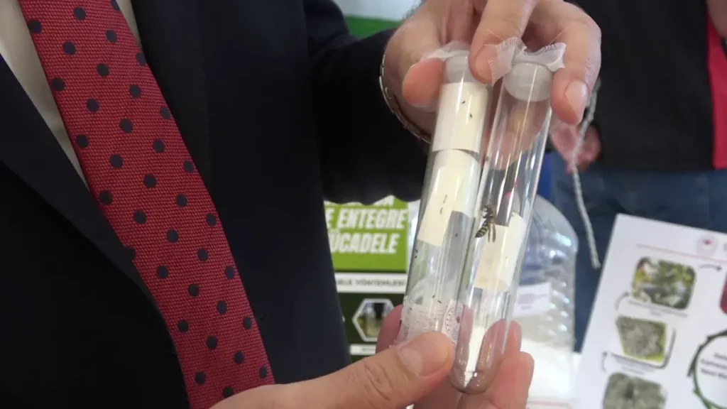 Samuray Arıları ile Kahverengi Kokarca Mücadelesi