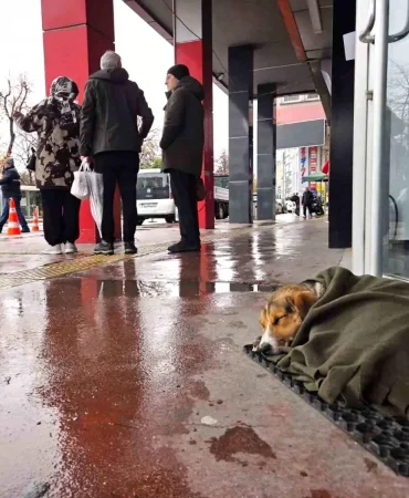İç ısıtan hareket: Soğuktan titreyen köpeği şalla sardılar