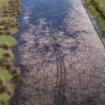 Baharın güzelliği deltada: Su papatyaları ve mandalarıyla ziyaretçilerin ilgi odağı