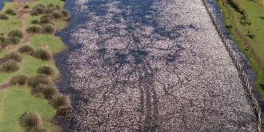 Baharın güzelliği deltada: Su papatyaları ve mandalarıyla ziyaretçilerin ilgi odağı