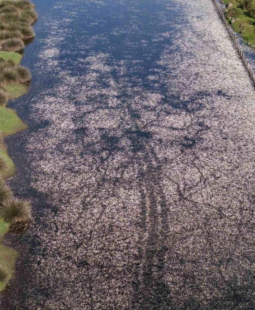 Baharın güzelliği deltada: Su papatyaları ve mandalarıyla ziyaretçilerin ilgi odağı