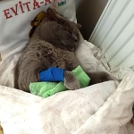 Kuduz aşısı sonrası kedileri ölen aile şikayetçi oldu