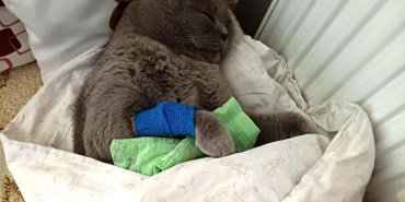 Kuduz aşısı sonrası kedileri ölen aile şikayetçi oldu