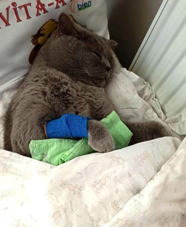 Kuduz aşısı sonrası kedileri ölen aile şikayetçi oldu