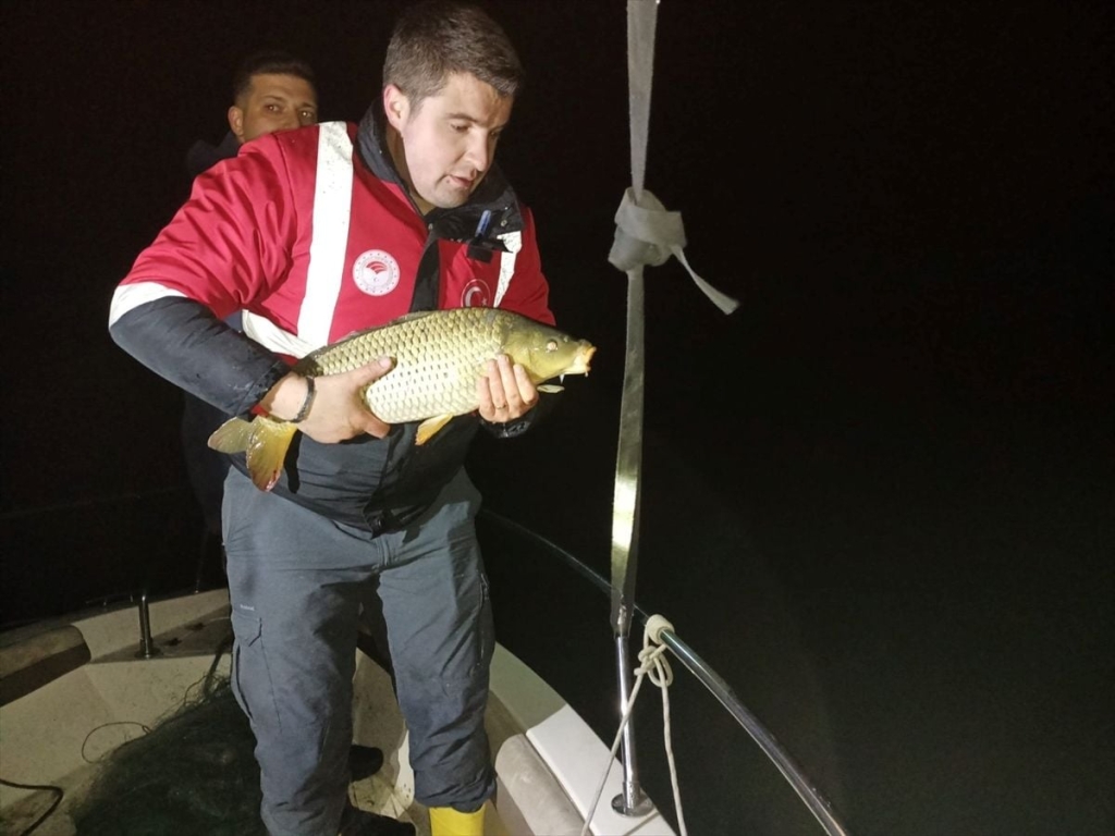 Misina ağıyla kaçak olarak yakalanan 60 kilo sazan göle salındı