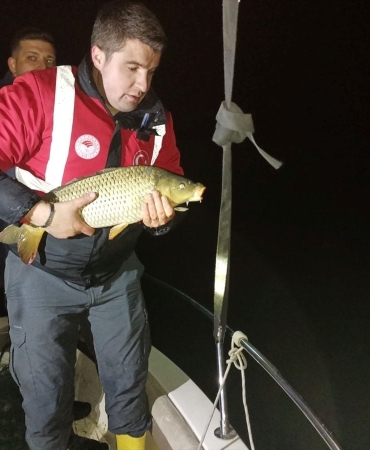 Misina ağıyla kaçak olarak yakalanan 60 kilo sazan göle salındı