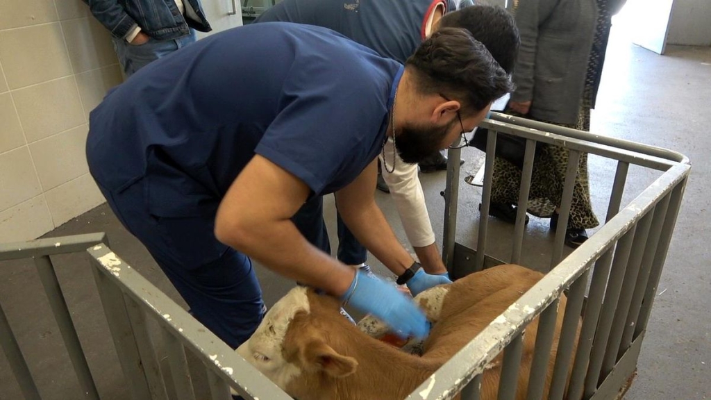 OMÜ Hayvan Hastanesi 2025