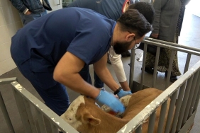 OMÜ Hayvan Hastanesi 2025