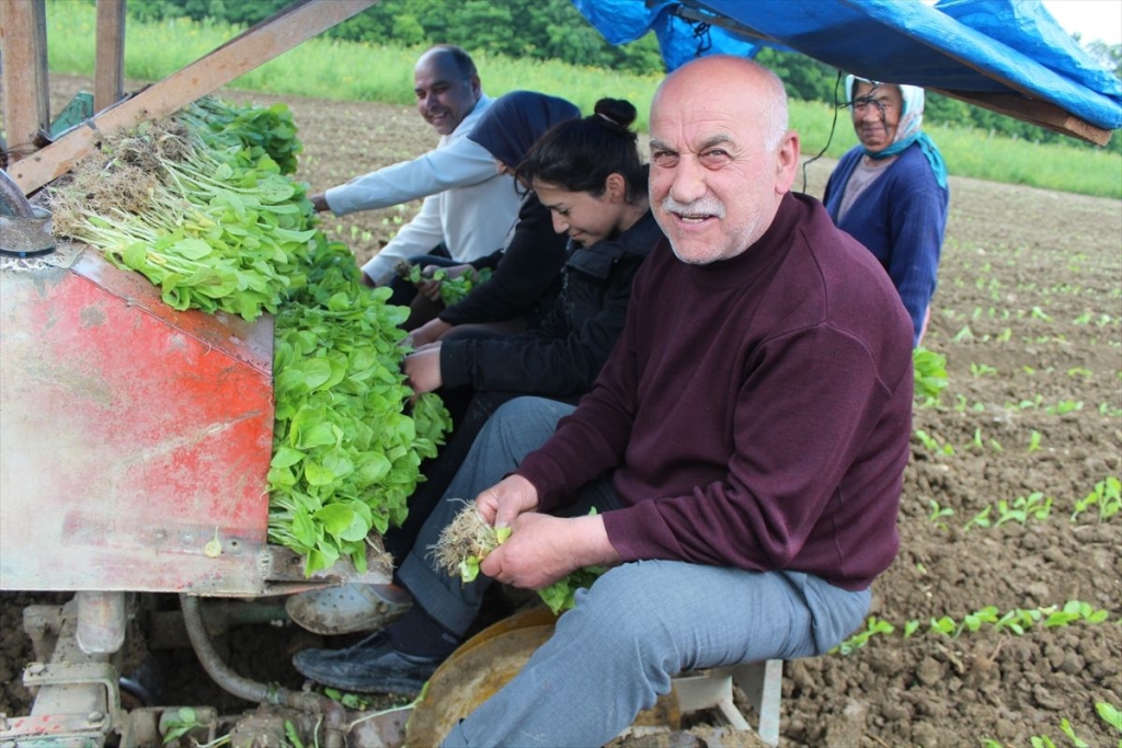 Bafra Ovası