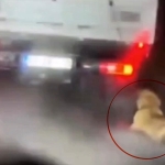 Köpeği kamyonetin arkasında sürükleyen şahıs gözaltına alındı