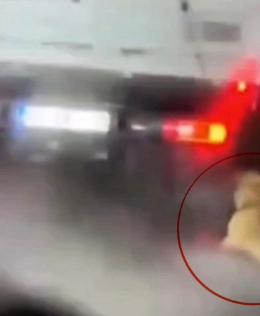 Köpeği kamyonetin arkasında sürükleyen şahıs gözaltına alındı