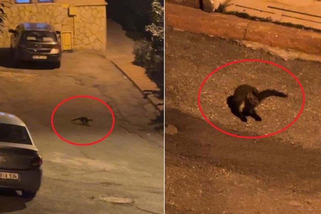 Hava kararınca mahalleye iniyorlar! Sayıları giderek artıyor