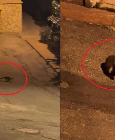 Hava kararınca mahalleye iniyorlar! Sayıları giderek artıyor