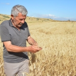 Havza ilçesinde 107 bin 250 ton hububat rekoltesi bekleniyor