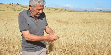 Havza ilçesinde 107 bin 250 ton hububat rekoltesi bekleniyor