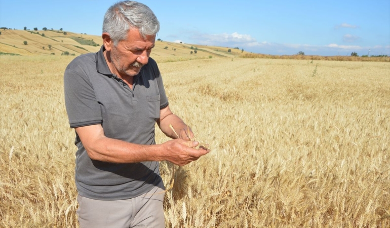 Havza ilçesinde 107 bin 250 ton hububat rekoltesi bekleniyor