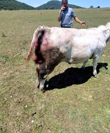 Kovalı Yaylası
