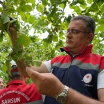 Samsun’da 2026 Yılı Fındık Rekolte Tahmini İçin Arazi Çalışmaları Tamamlandı