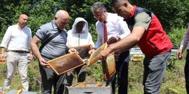 Samsun’da coğrafi işaretli Salıpazarı kestane balında hasat başladı