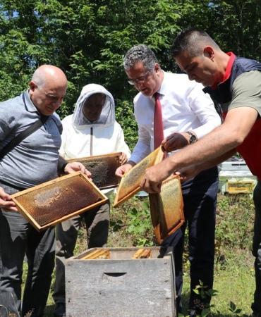 Samsun’da coğrafi işaretli Salıpazarı kestane balında hasat başladı
