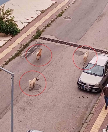 Atakum’da başıboş köpek tedirginliği