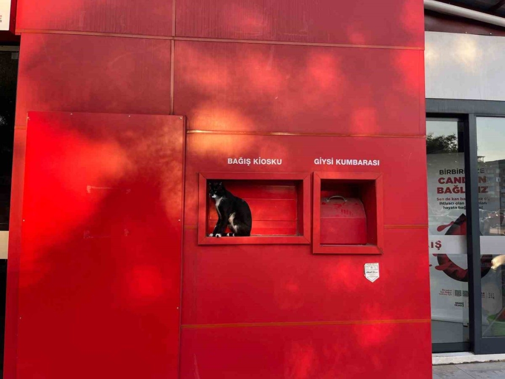 Kan Bağışı Kioskuna Kedi Ziyareti