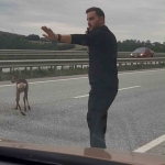 Samsun-Ankara kara yolunda yaralı geyiği gören aile aracını durdurup yardım etti
