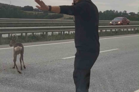 Samsun-Ankara kara yolunda yaralı geyiği gören aile aracını durdurup yardım etti