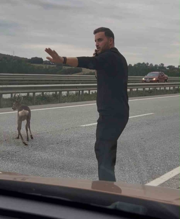 Samsun-Ankara kara yolunda yaralı geyiği gören aile aracını durdurup yardım etti