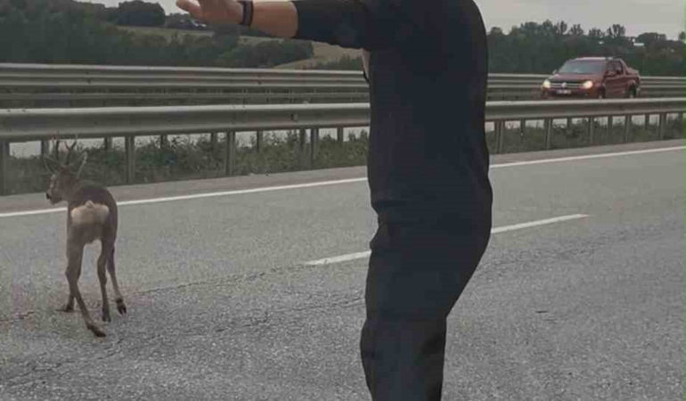 Samsun-Ankara kara yolunda yaralı geyiği gören aile aracını durdurup yardım etti