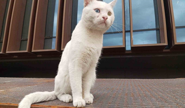Samsun Atakum’da beyaz kedi, mavi ve kehribar gözleriyle ilgi odağı oluyor