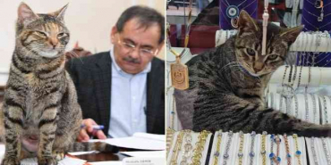 İki şanslı kedi: Mayıs ve Zeytin