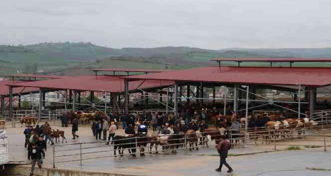 Havza Kapalı Canlı Hayvan Pazarı açıldı