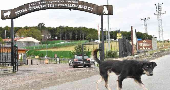 Son 3 yılda 6 bin 550 sahipsiz sokak hayvanı tedavi edildi