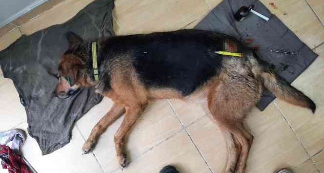 Sultan isimli köpeği plastik uyuşturucu ile vurdular