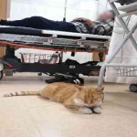 Üşüyen kedi geceyi hastanenin acilinde geçirdi