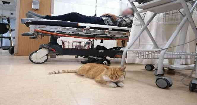 Üşüyen kedi geceyi hastanenin acilinde geçirdi