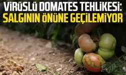 Virüslü domates tehlikesi: Salgının önüne geçilemiyor