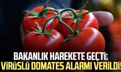 Bakanlık harekete geçti: Virüslü domates alarmı verildi!