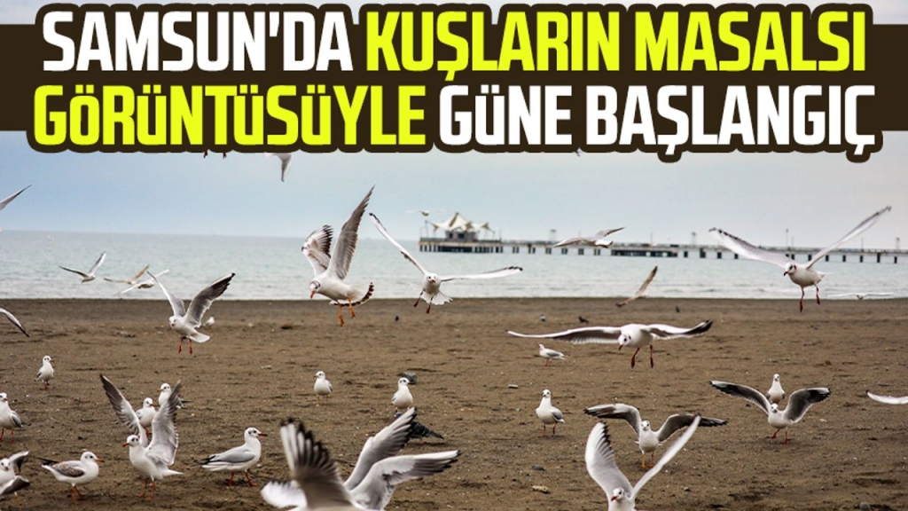Samsun'da kuşların masalsı görüntüsüyle güne başlangıç