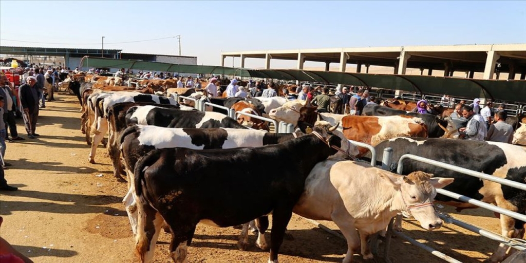Vekaletle kurban kesim bedeli açıklandı