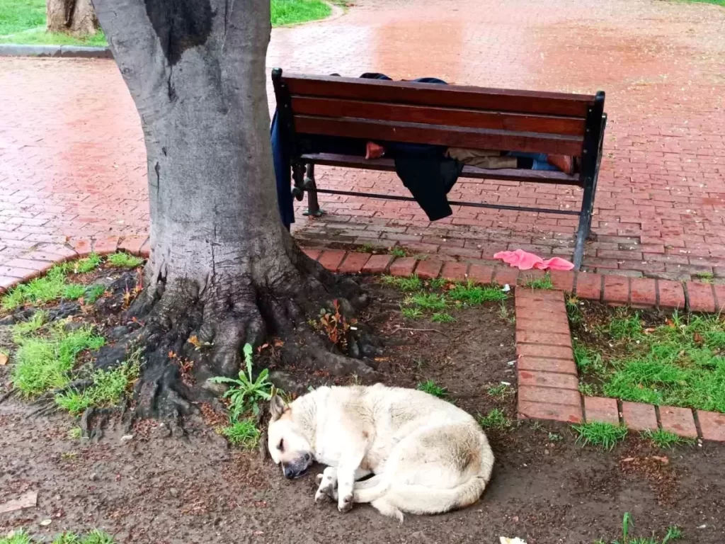 Sadık Köpek, Uyuya Kalan Sahibinin Yanında Nöbet Tutuyor